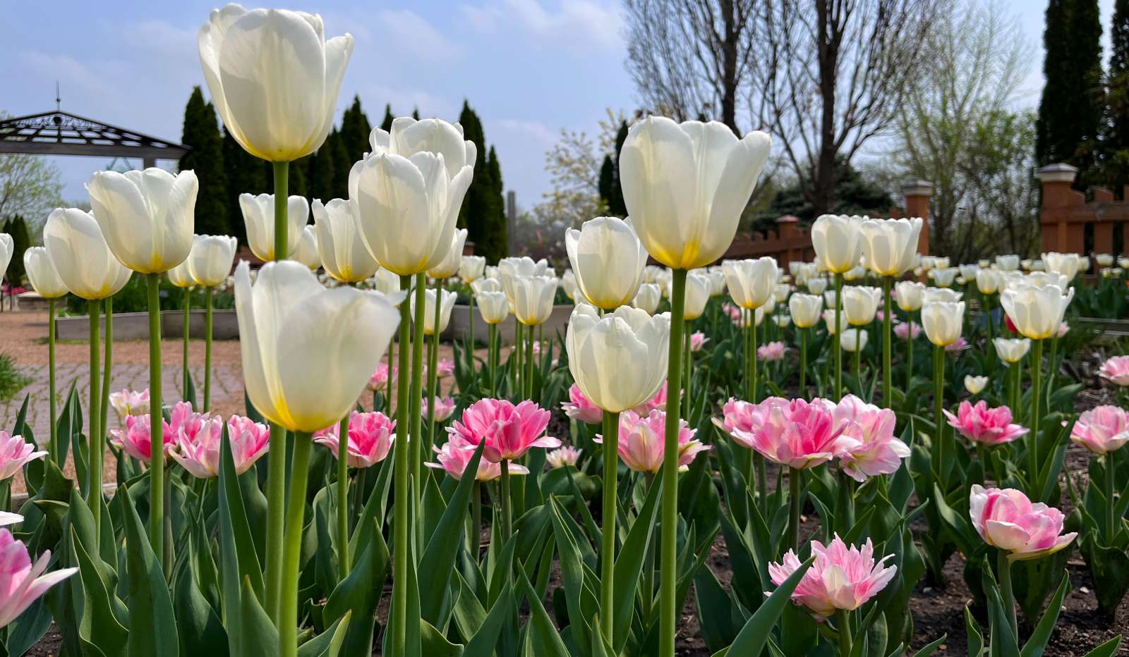 Spring Enchantment arrives April 1 Reiman Gardens